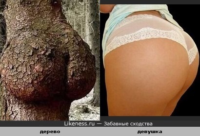 Нарост на дереве похож на пятую точку красивой девушки.