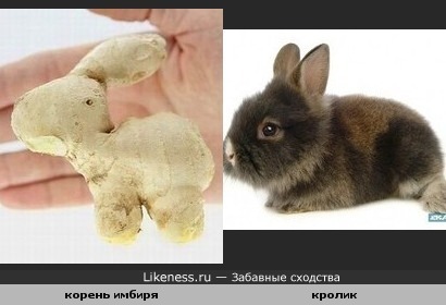 Имбирь похож на кролика