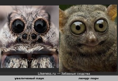 Паук похож на лори
