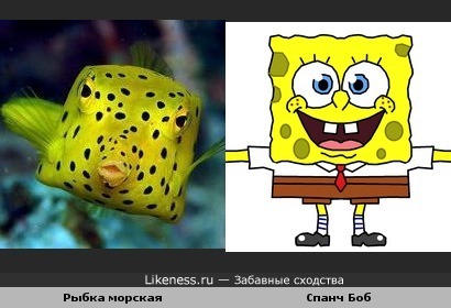 Рыбка похожа на губку Боба