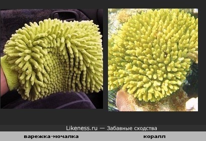 Мочалка похожа на коралл