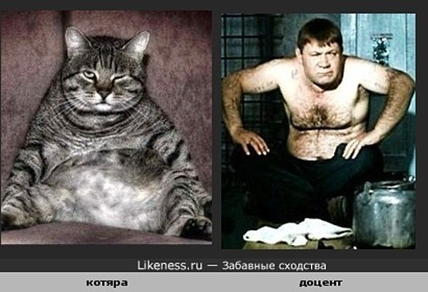 фото кота наглого онлайн фото кота наглого