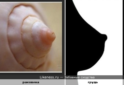 Раковина похожа на грудь