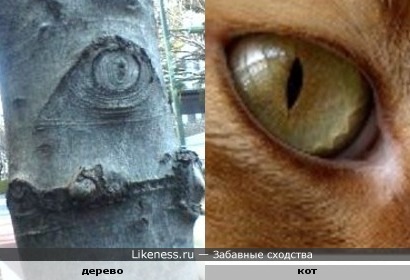 Шрам от сучка похож на глаз