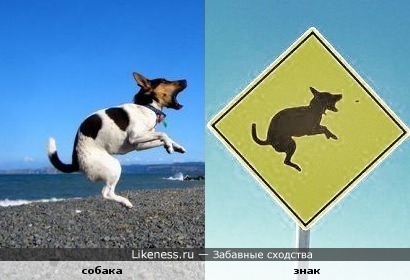 Прыгающая собака похожа на собачку на знаке