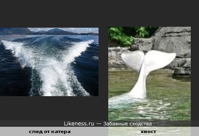 След на воде похож на хвост кита
