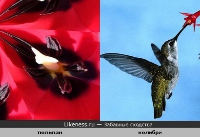 Серединка тюльпана похожа на колибри