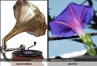 Цветок похож на граммофон