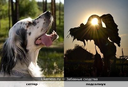 Подсолнух на закате похож на собаку
