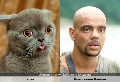 Котэ похож на Константина Райкина