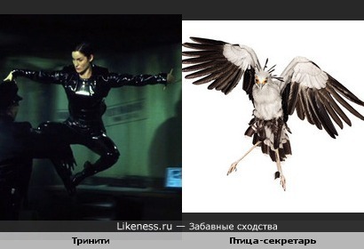 Тринити похожа на птицу-секретаря