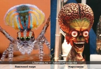 Павлиний паук и марсианин ("Марс атакует")