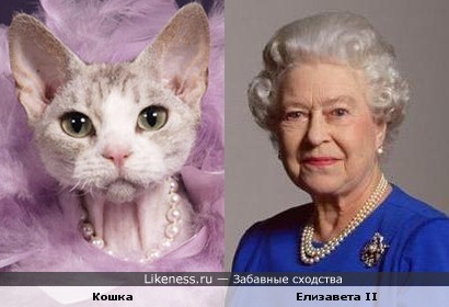 Котэ похожа на королеву Елизавету II