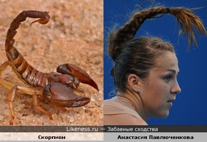 Скорпион и Анастасия Павлюченкова не сдаются