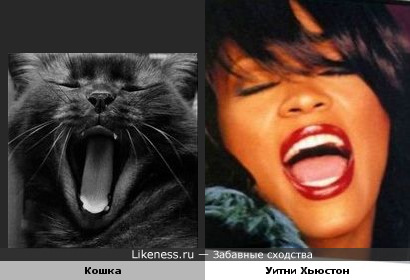 Котэ поёт вместе с Уитни