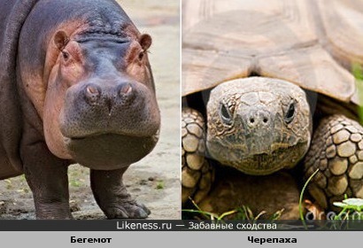 Нос и рот бегомота и голова черепахи