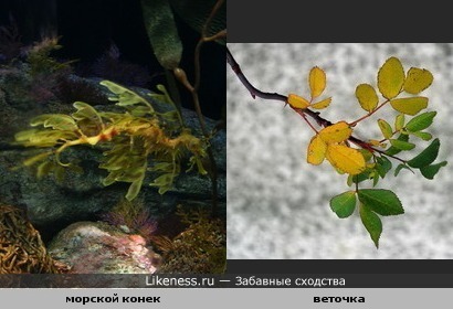 Морской конек похож на веточку