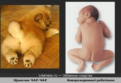 Щеночек похож на новорожденного человечка в позе лягушки