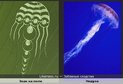 Знак на поле похож на медузу