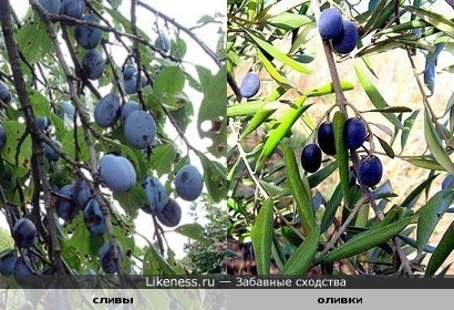 Сливки-оливки