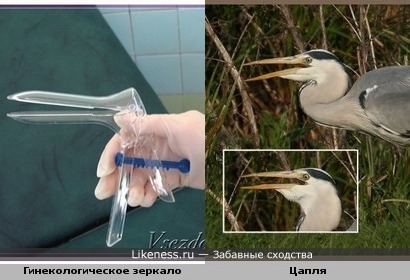 Гинекологическое зеркало похоже на цаплю