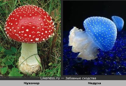 Мухомор похож на медузу