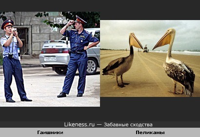 Дорога, машина, красавцы...