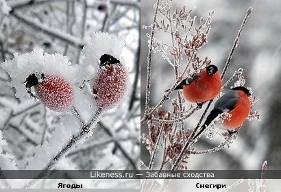 Ягоды в инее похожи на снегирей