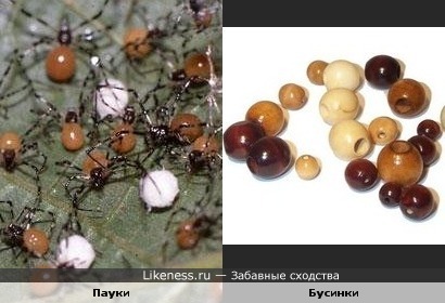 Пауки напоминают рассыпанные бусинки
