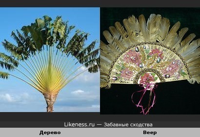 Дерево похоже на веер.