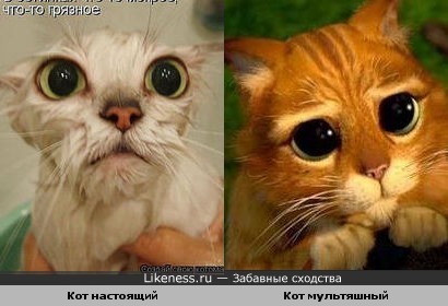 Два кота похожи.