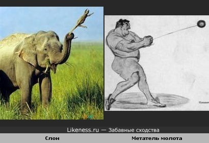 Слон похож на метателя молота