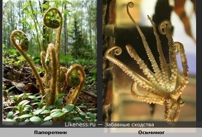 Побеги папоротника похожи на щупальца осьминога.