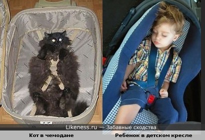 Кот, видимо, тоже куда-то поедет.