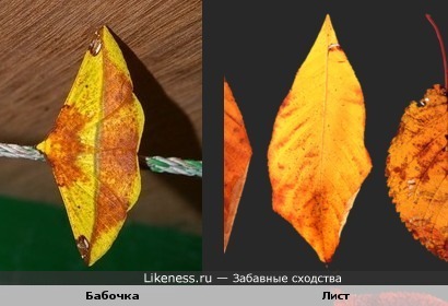 Бабочка похожа на осенний листок.