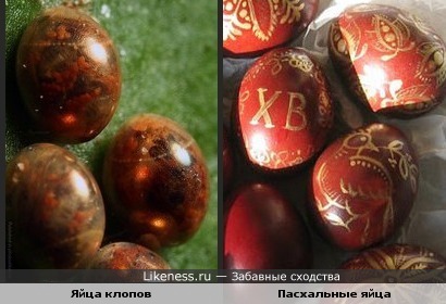 Яйца клопов похожи на выкрашенные пасхальные яйца.