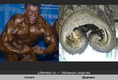 Руки бодибилдера и дерево.