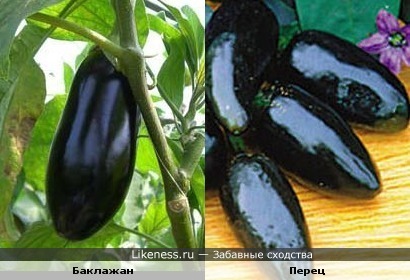 Лишь бы не перепутать при приготовлении.