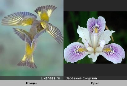 Птички похожи на ирис.