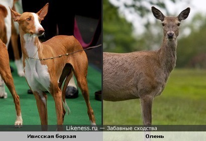 Собака похожа на оленя.