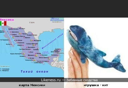 Синий кит похож на карту Мексики