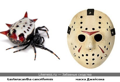Паук Gasteracantha cancriformis напоминает маску Джейсона