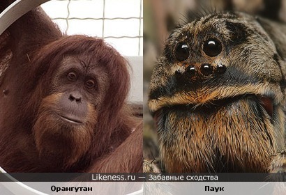 Паук похож на самца орангутана