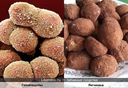 Клетки печени (гепатоциты) похожи на печеньки