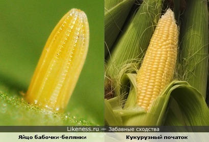 Яйцо бабочки-белянки похоже на початок кукурузы
