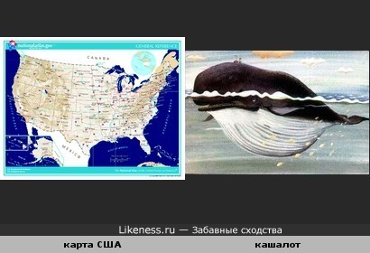 США очертаниями похожи на кашалота