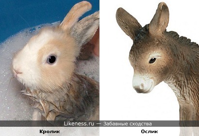 Зверюшки