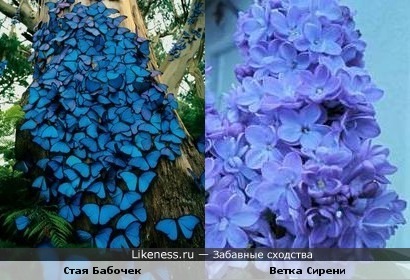Букет Бабочек