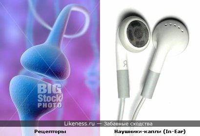 Рецепторы похожи на наушники
