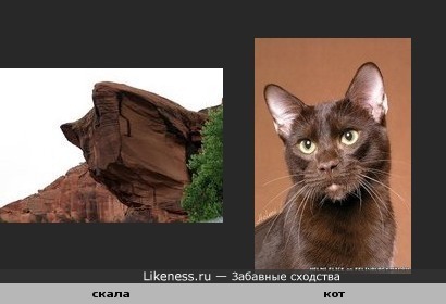скала и кот